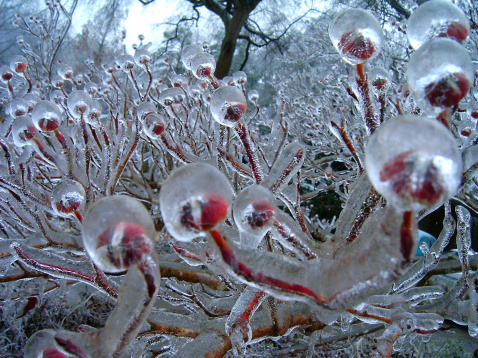 Tips for melting ice that won’t harm your plants