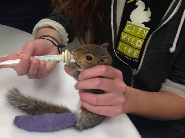 Baby squirrel becomes an instant star on social media