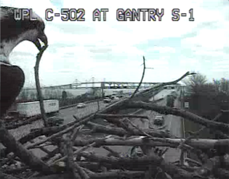 Osprey nest removed from traffic cam location near Bay Bridge
