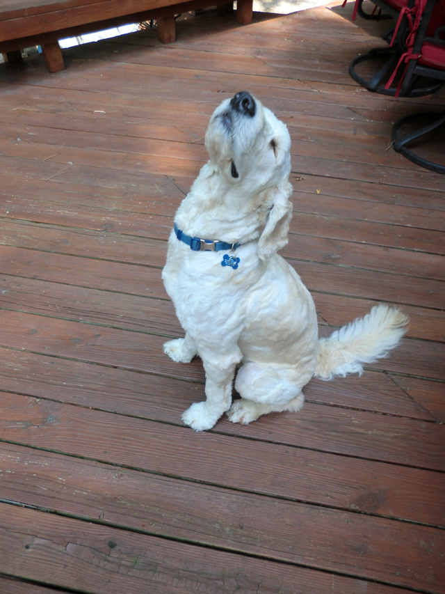 Dozer, viral half-marathon dog, raises funds for cancer research