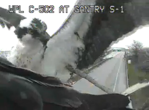 Ospreys’ nest blocking traffic camera destroyed for second time