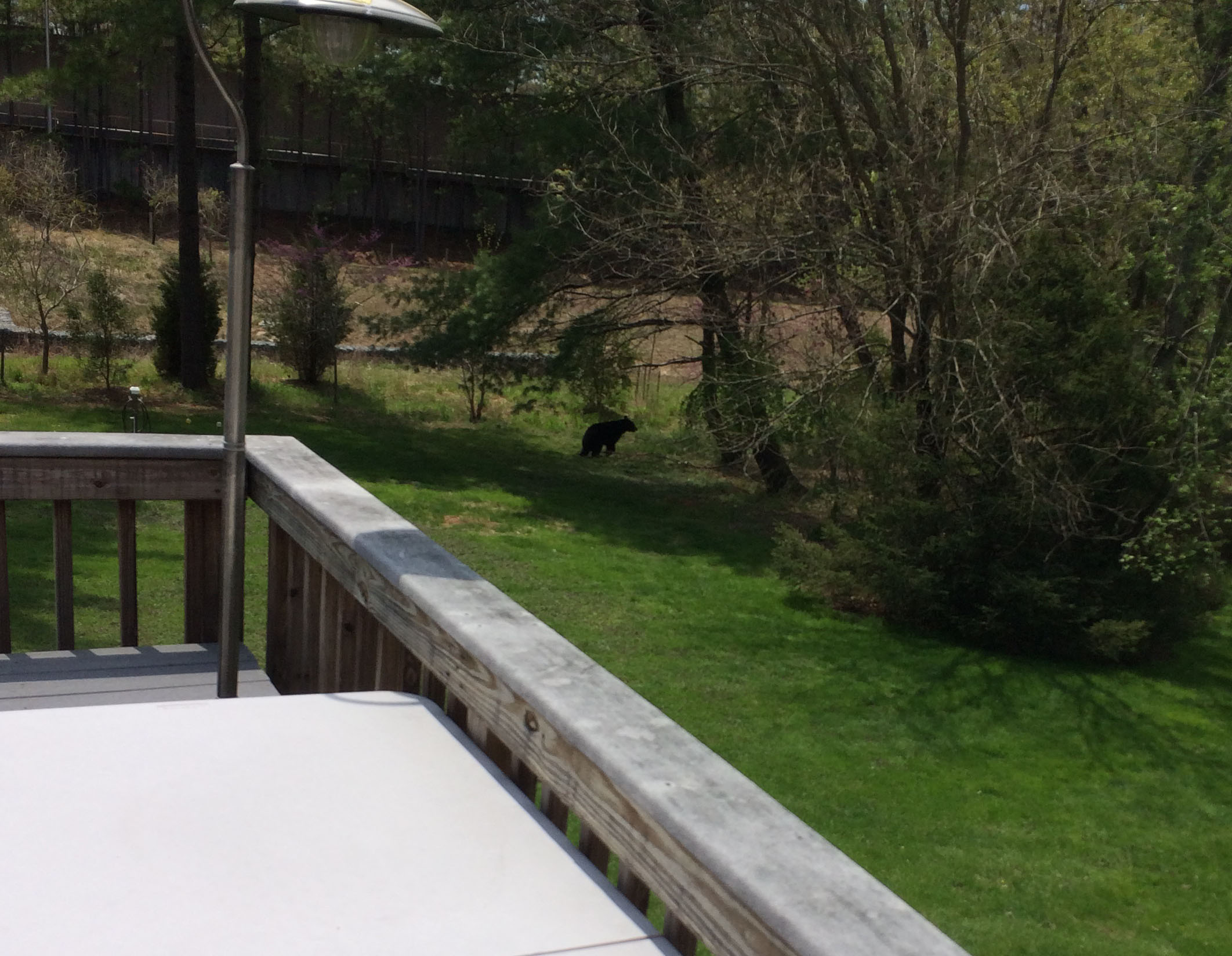 Black bears wander into Vienna backyard