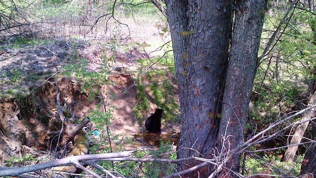 It’s the season for bear sightings in Fairfax County