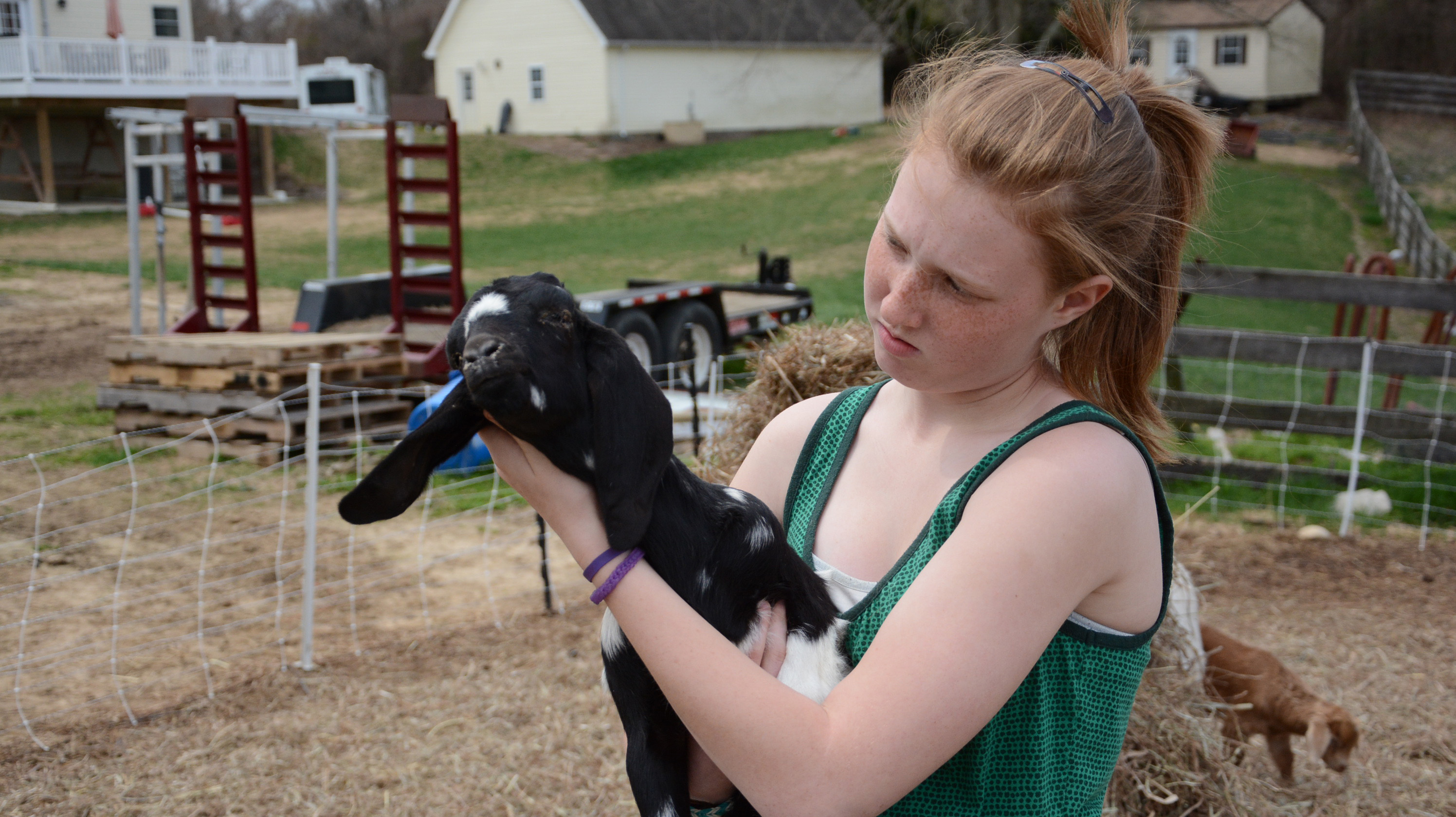 Goats serve as eco-friendly landscapers in Md., Va.