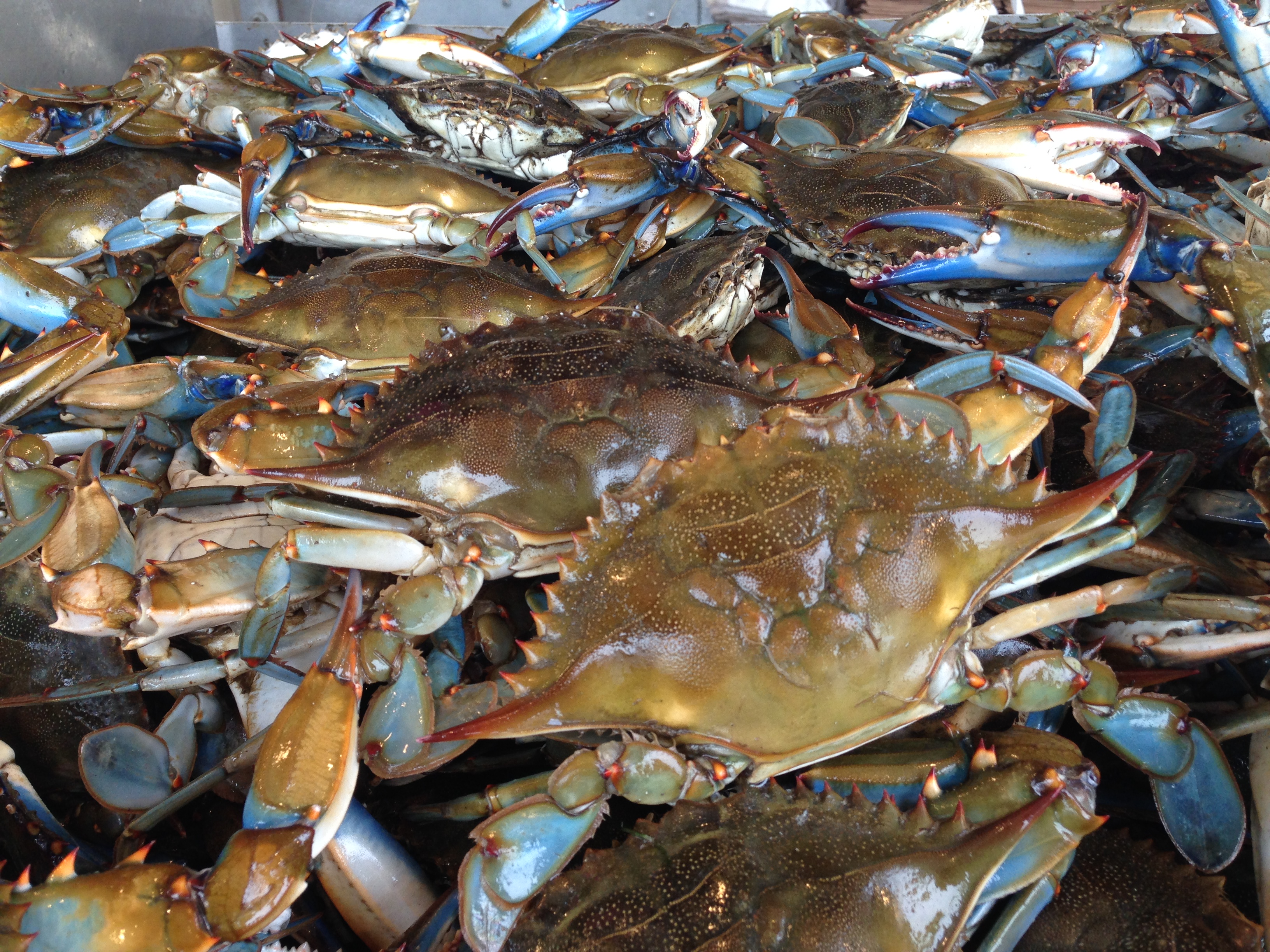Research: Blue crabs part of colonial-era diet