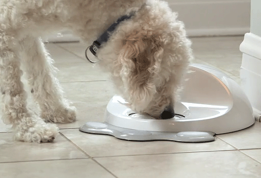 Game console for dogs keeps pet busy, happy