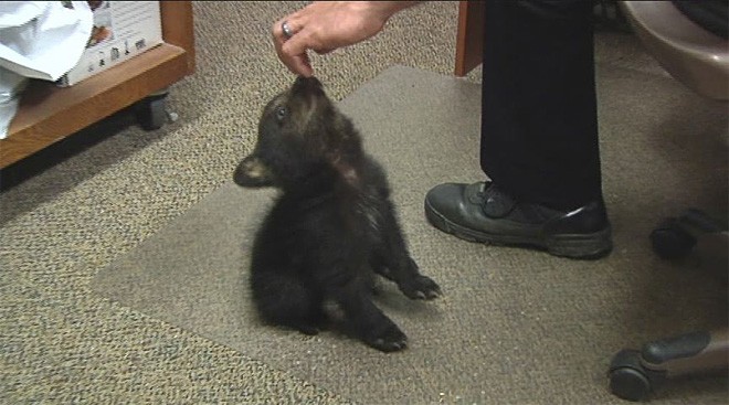 Adorable bear cub charms police in Oregon
