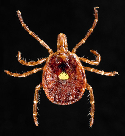 Tick bites could cause red meat allergy