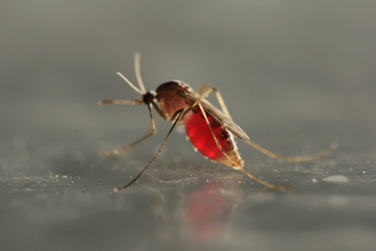 Tips to keep those pesky mosquitoes away