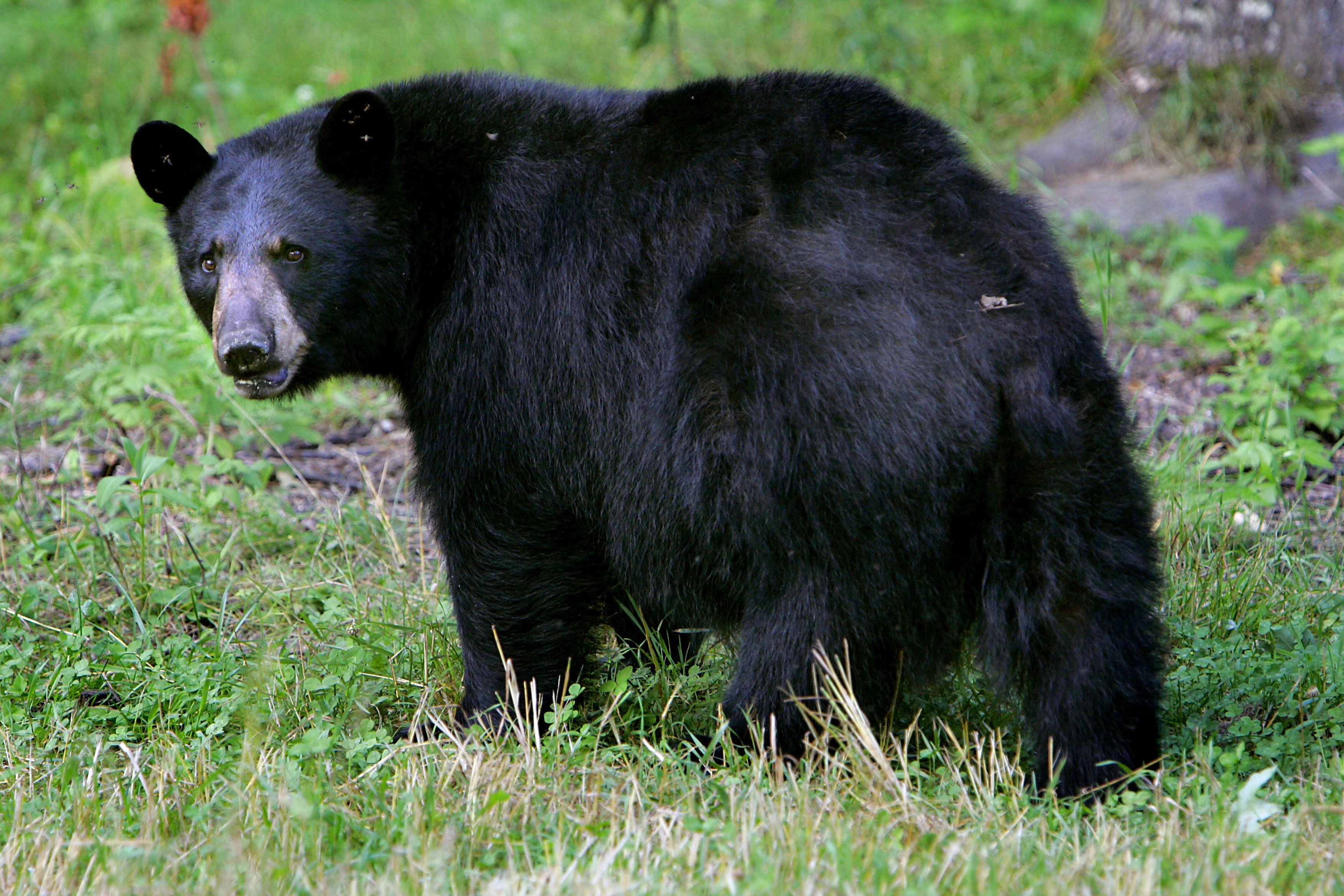 May and June: Increase in bears in D.C. area