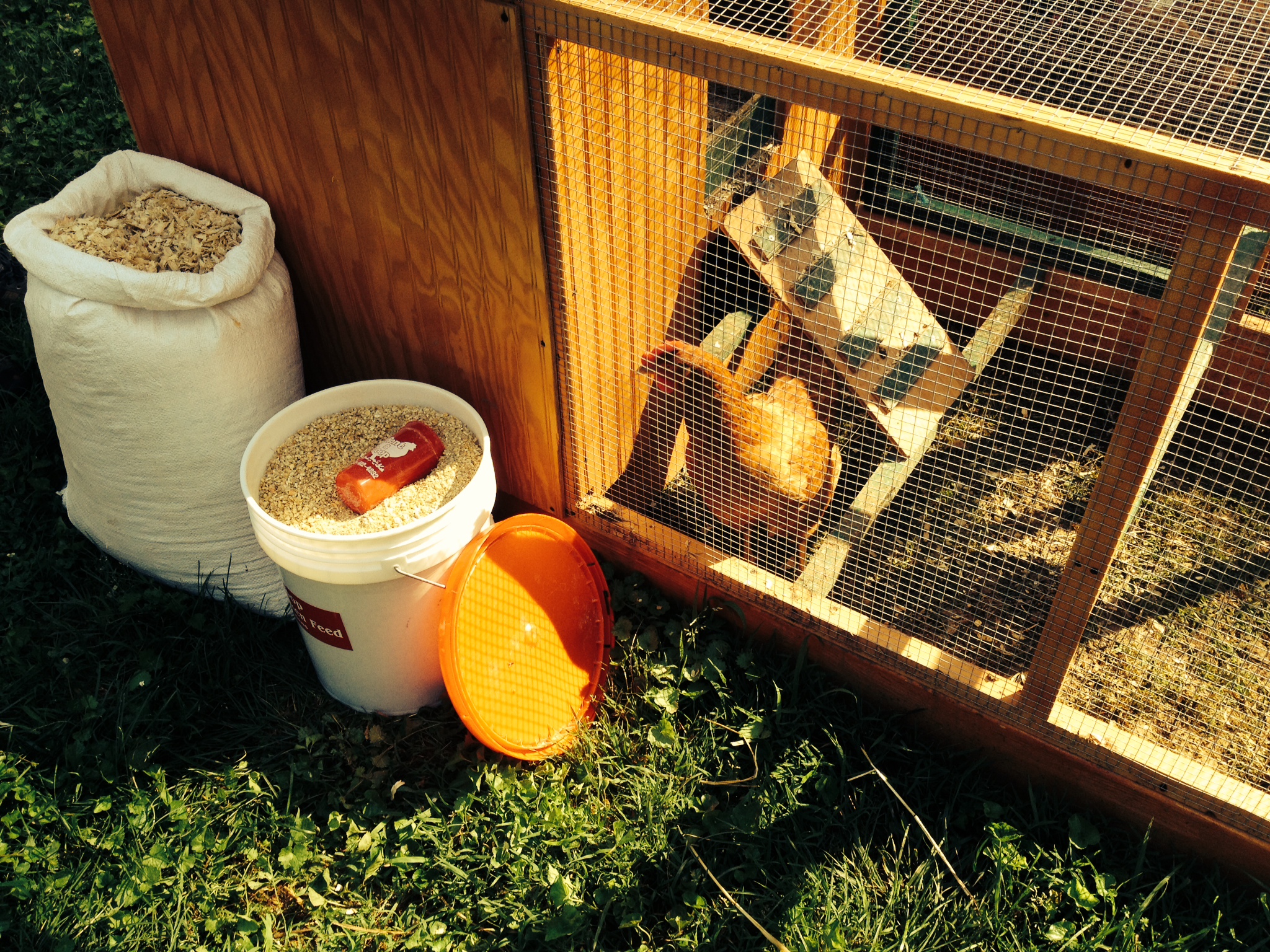 With Rent a Coop, chickens are the new ant farm
