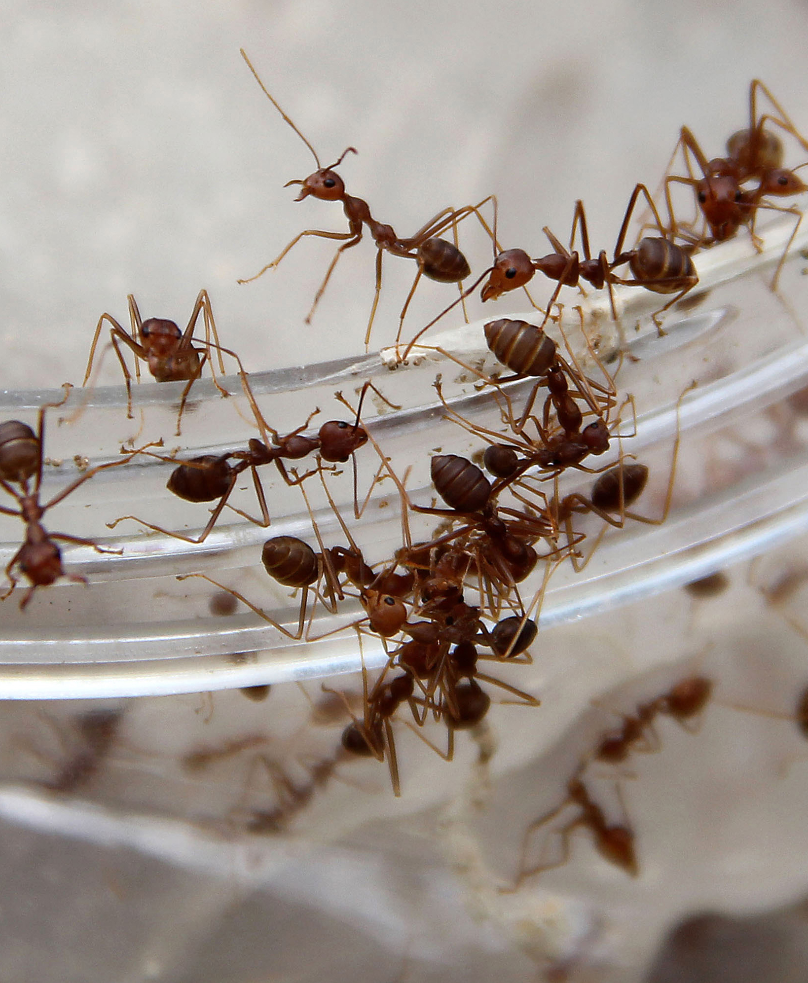 Garden Plot: Ants in your pants