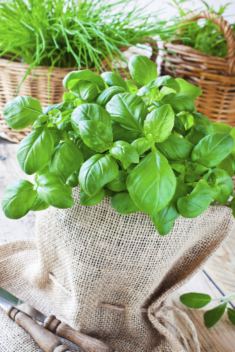 Garden Plot: Beware of basil blight and how to curb mosquitoes with BTI