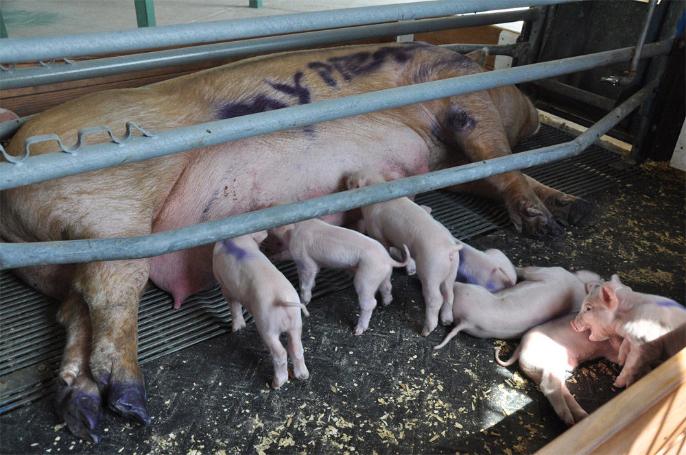 Mama pig, babies victims of vandalism