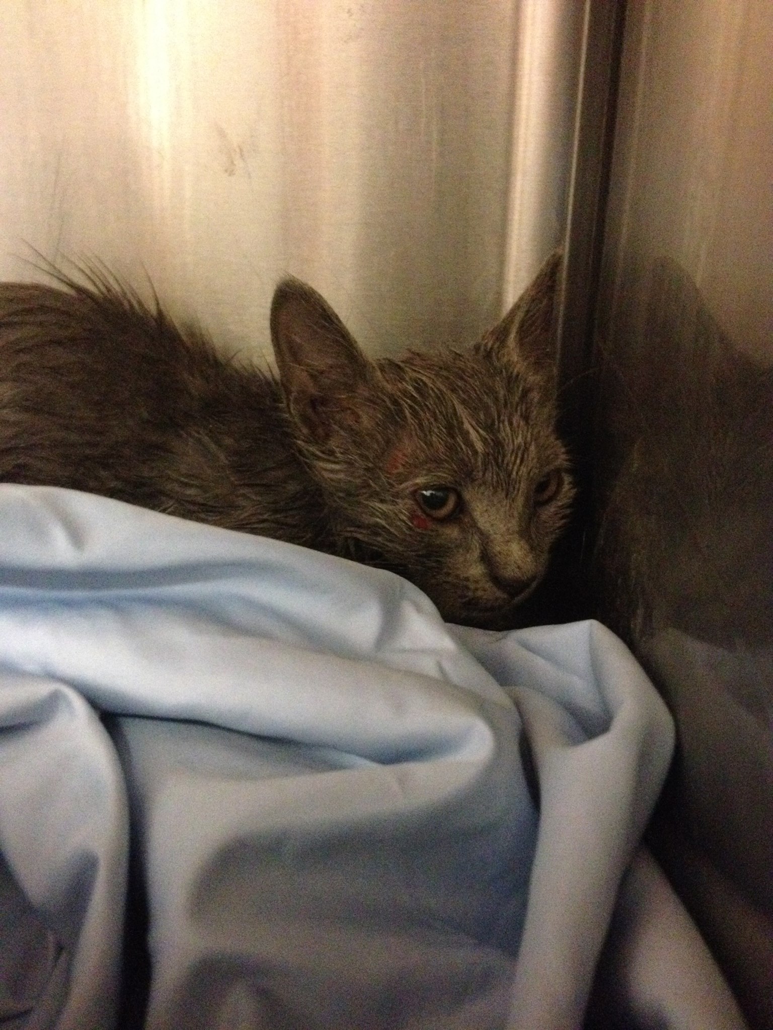 Kitten lives after plummeting from Georgia bridge