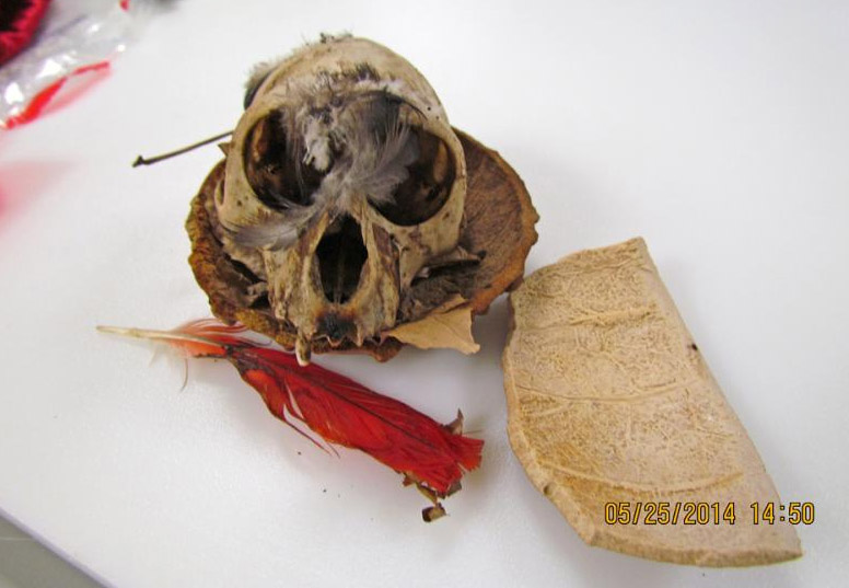 Primate skull, tooth necklace confiscated at Dulles