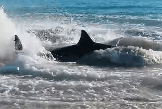 Shark dies with sea lion stuck in throat (Video)