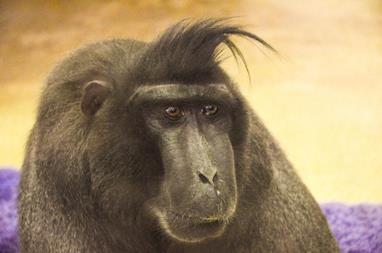 Zoo euthanizes Sulawesi macaque named Spock