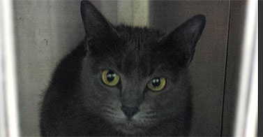 Couple bringing crazed cat home after calling 911