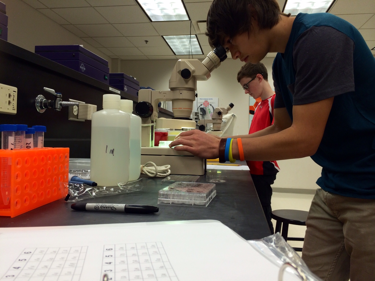 Teens hit Maryland beach to study crabs
