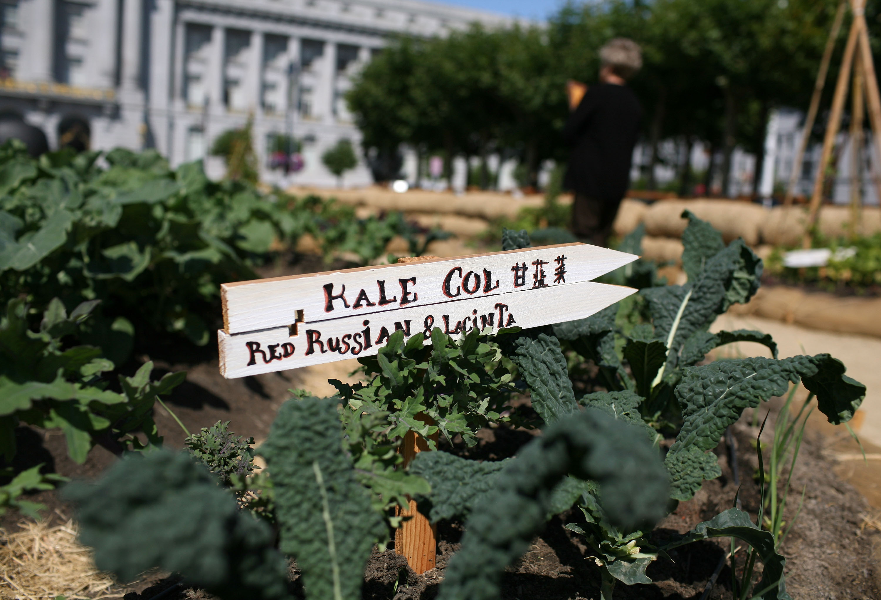 Kale’s extreme popularity leads to worldwide shortage