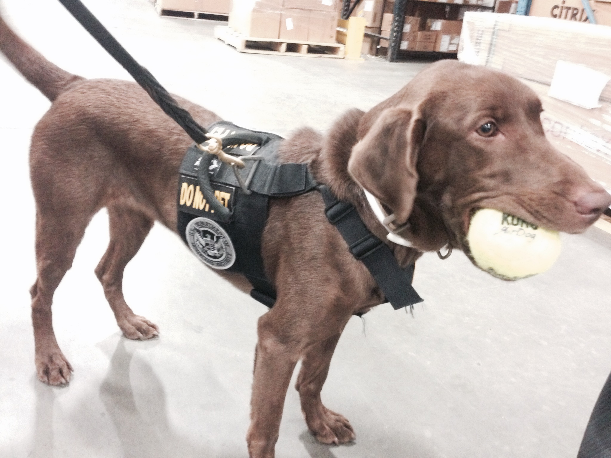 Dog team screens for explosives at Dulles International Airport (Photos)