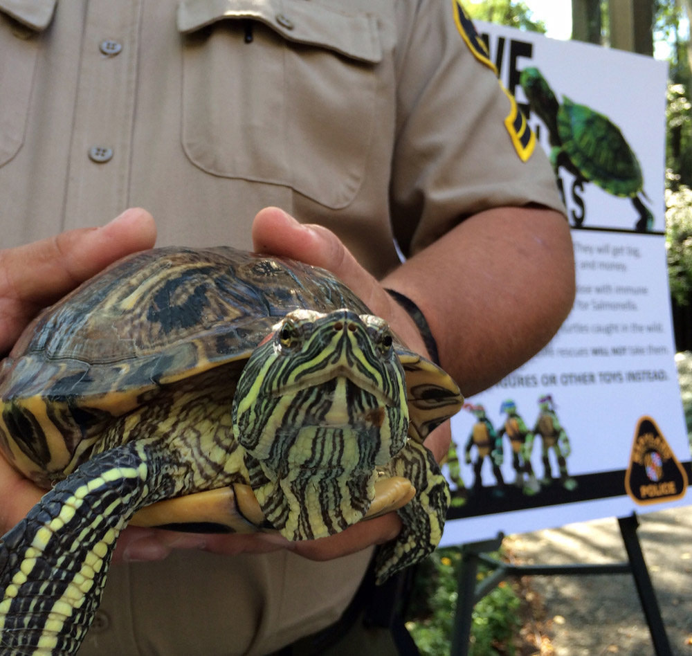 Md. wildlife officials urge public not to buy pet turtles