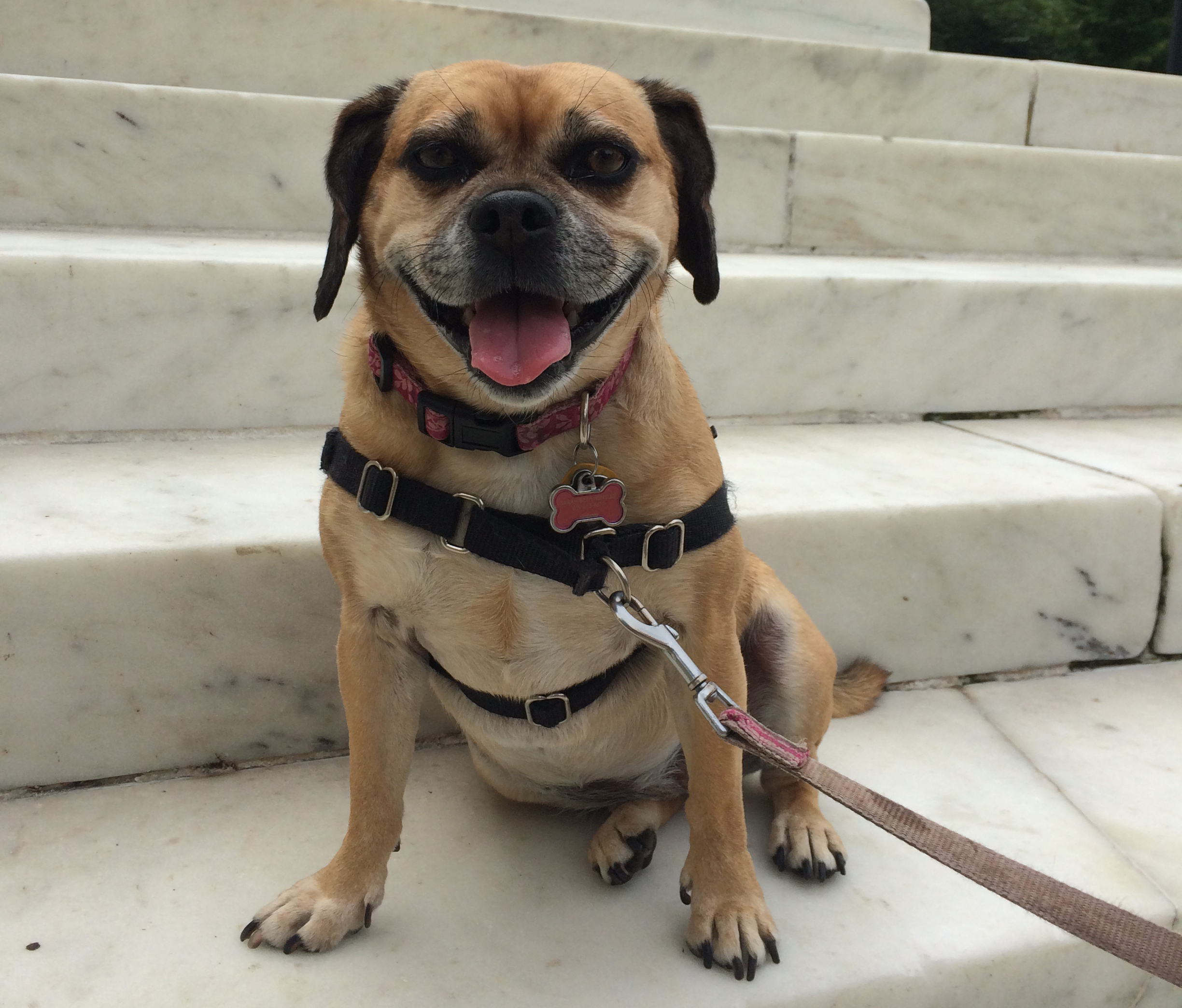 Perfect Pets – Part 10