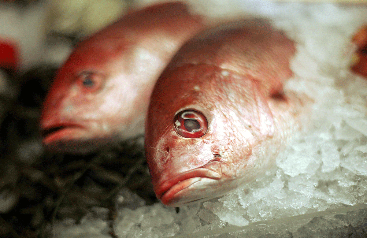 Study: Eating fish aids memory, fights Alzheimer’s
