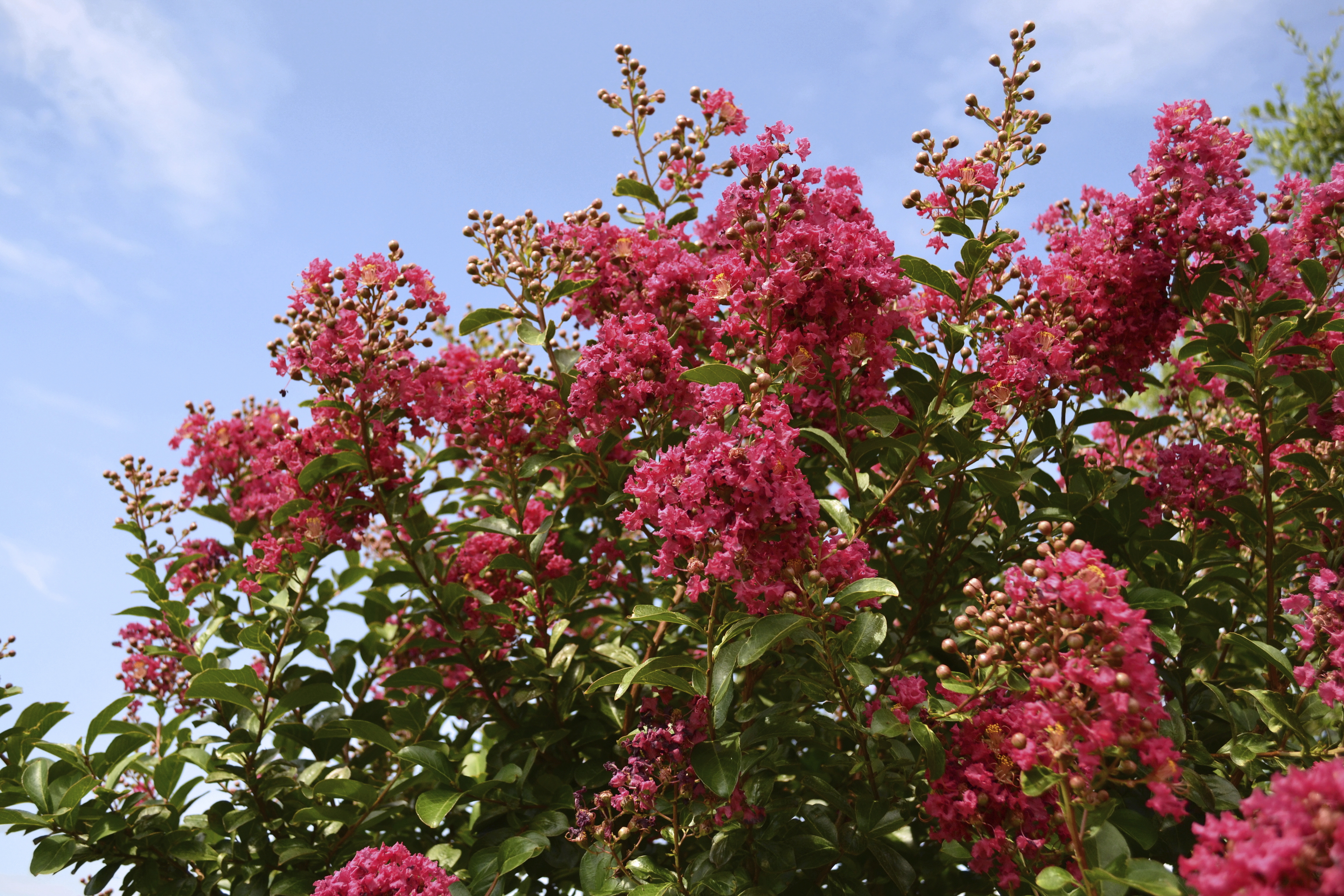When to trim crepe myrtles