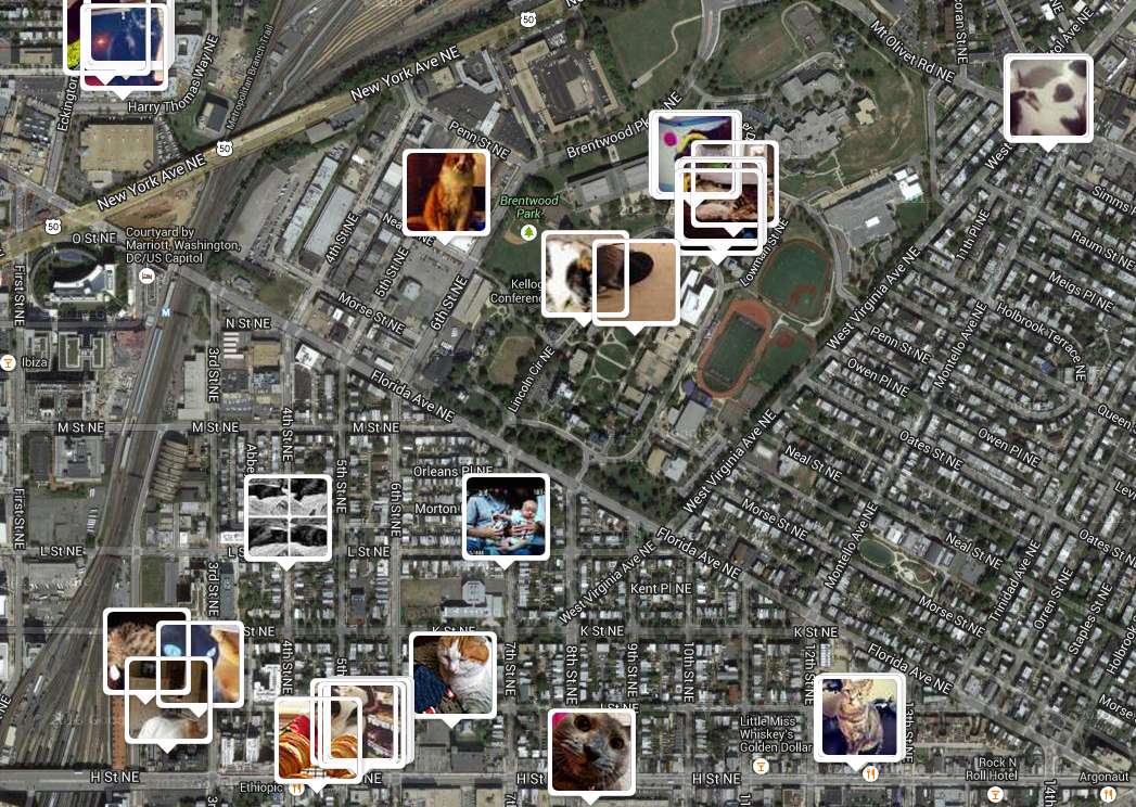 Website knows where your cat lives, highlights privacy concerns