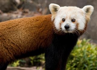 Red panda dies after brain disorder at Smithsonian