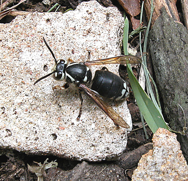 Detecting severe allergy to hornets that killed Va. mom