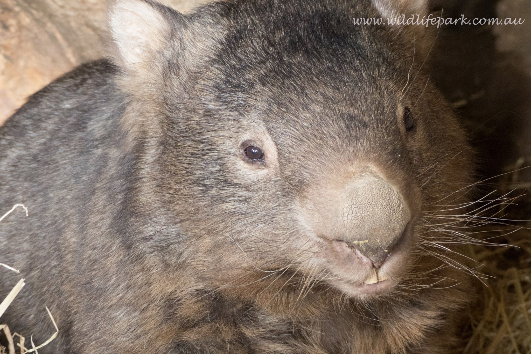 World’s oldest wombat celebrates birthday (Photos)