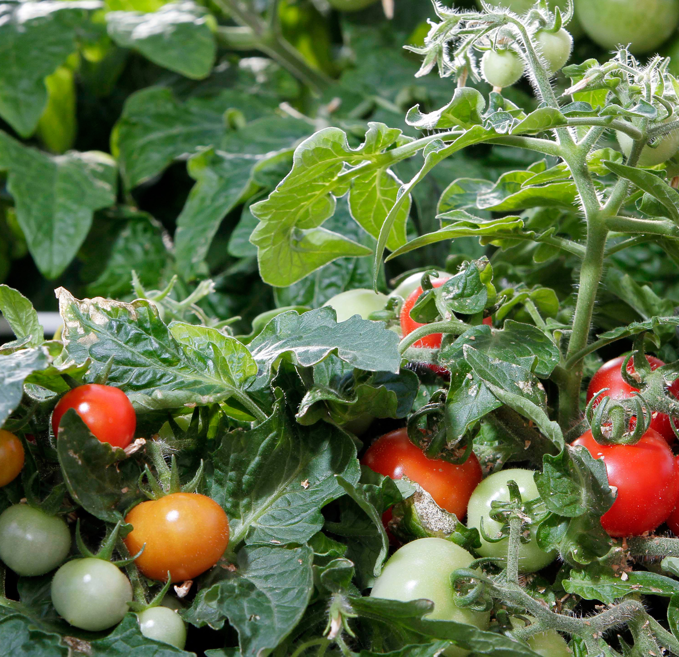 Garden Plot: Troublesome tomatoes, compost conundrums and fruit