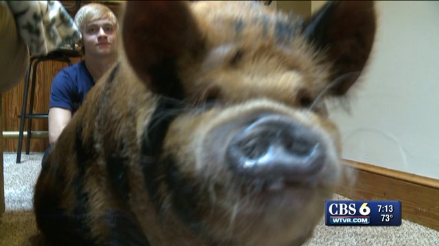 Virginia couple fights to keep pet pig (Video)