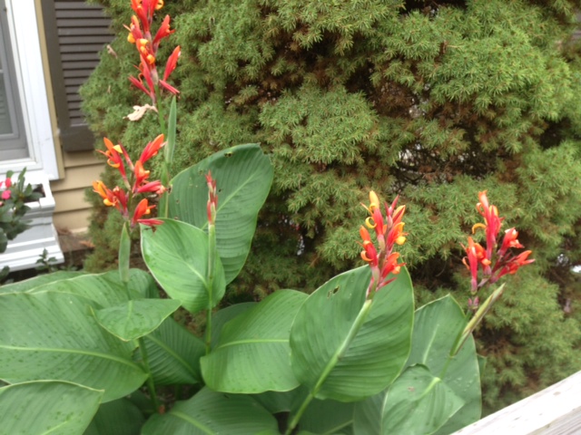 As the weather cools, some tips to strengthen your lawn