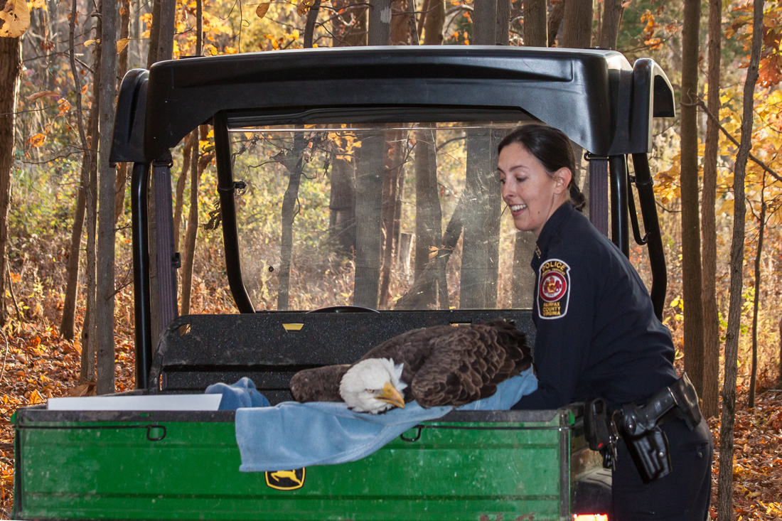 Injured Fairfax County bald eagle euthanized