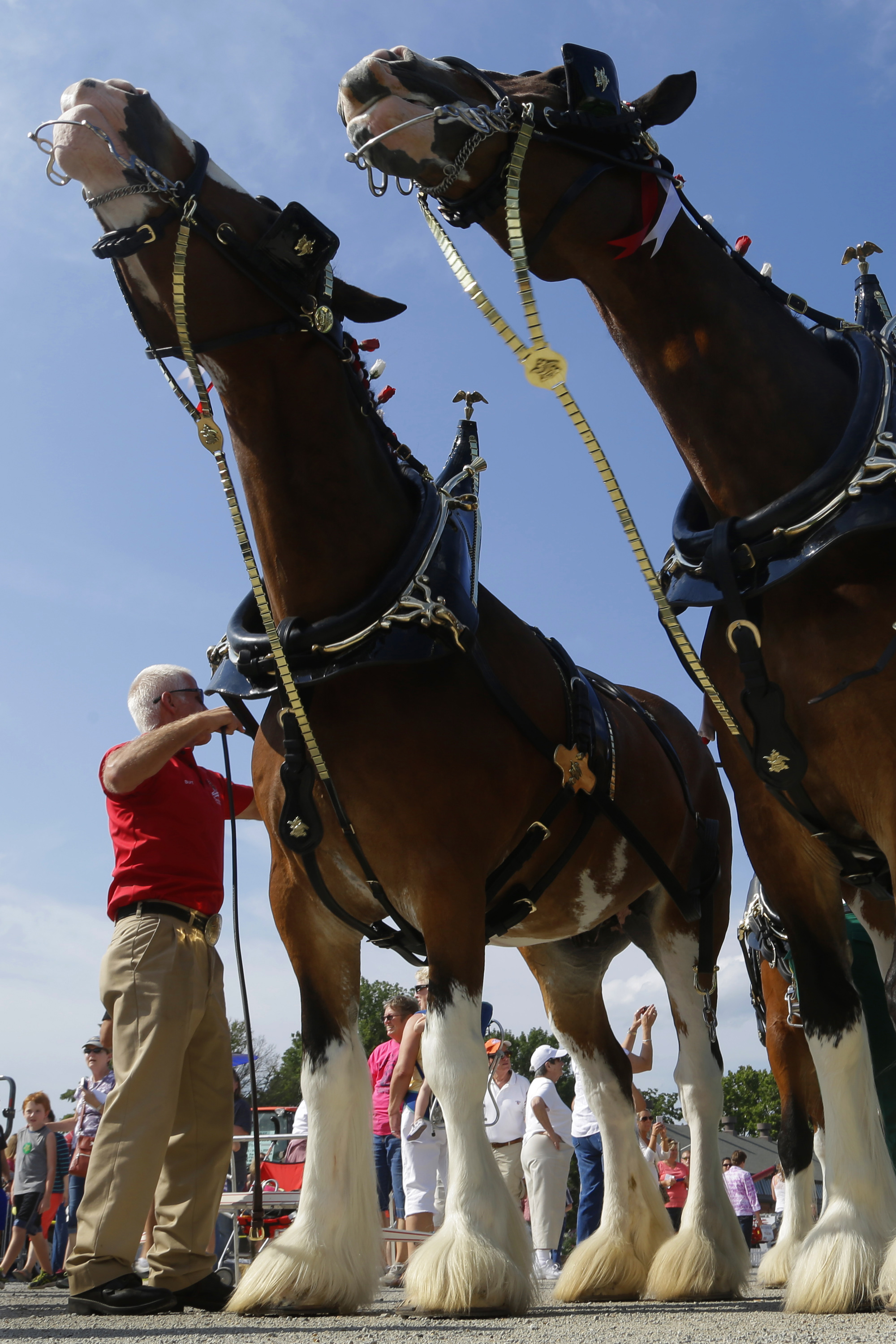 Budweiser kicks Clydesdales to the advertising curb