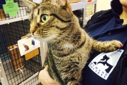 Dori is available for adoption at the Washington Humane Society. (WTOP/Kate Ryan)