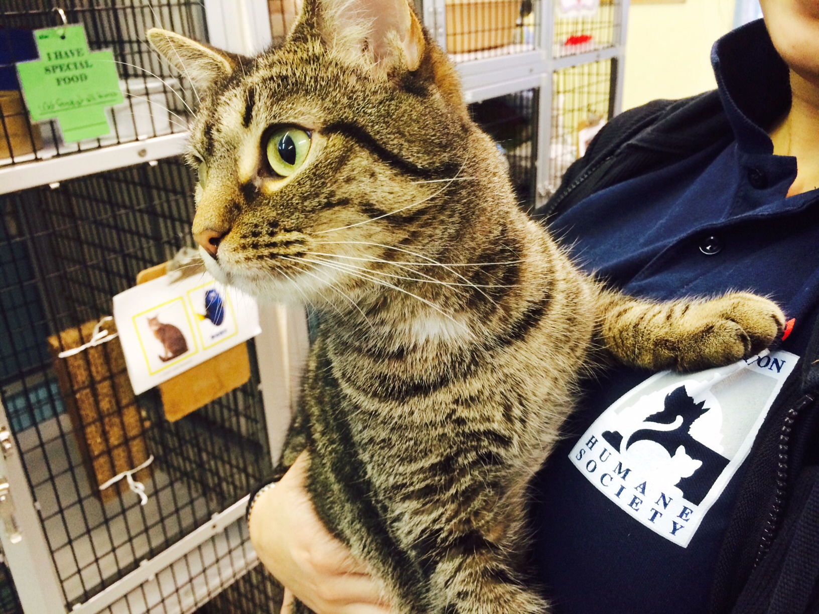 Dori is available for adoption at the Washington Humane Society. (WTOP/Kate Ryan)