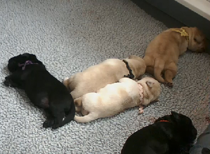 Litter of pups will grow up to be healers