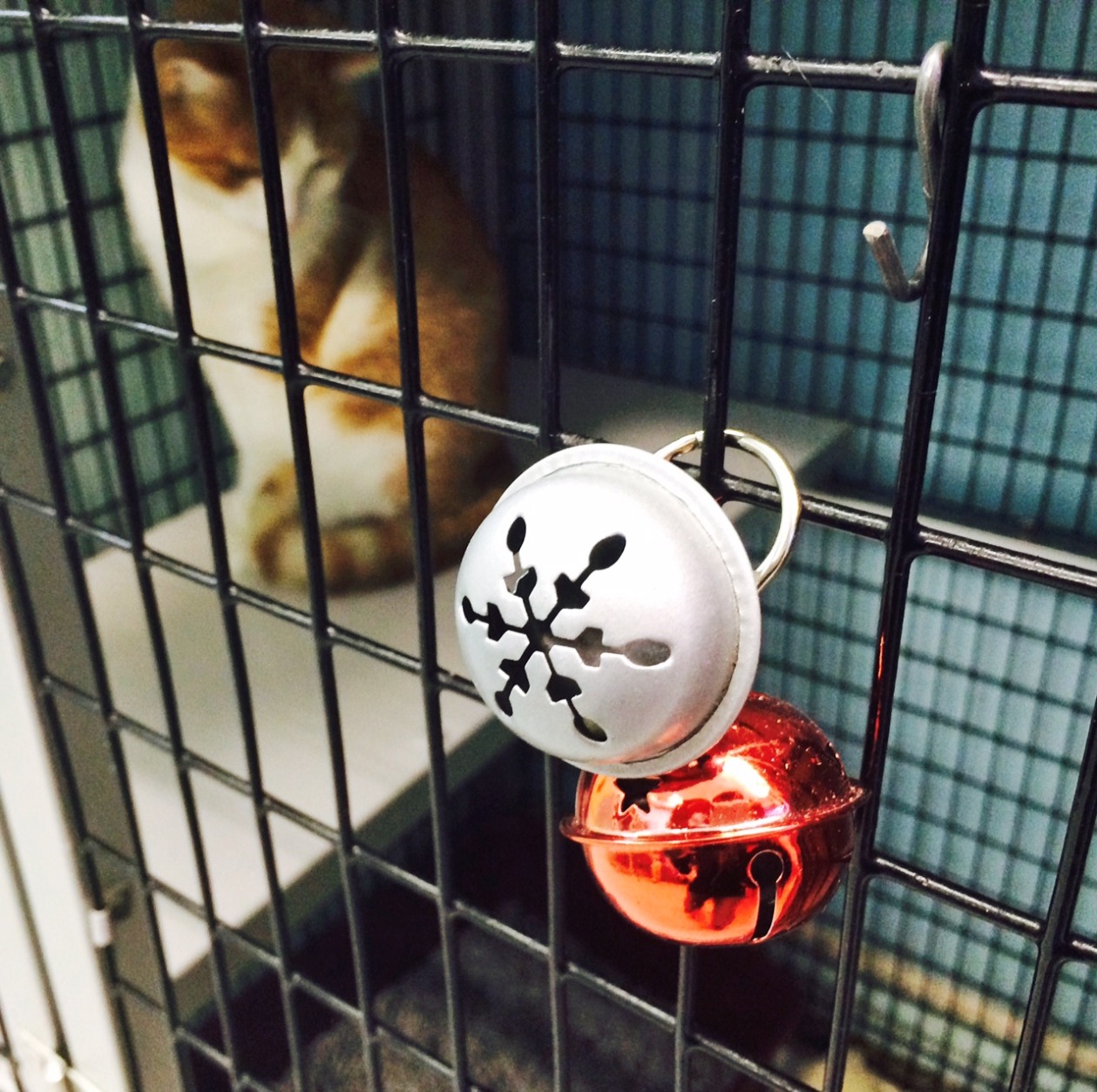 Lumiere is available for adoption at the Washington Humane Society. (WTOP/Kate Ryan)