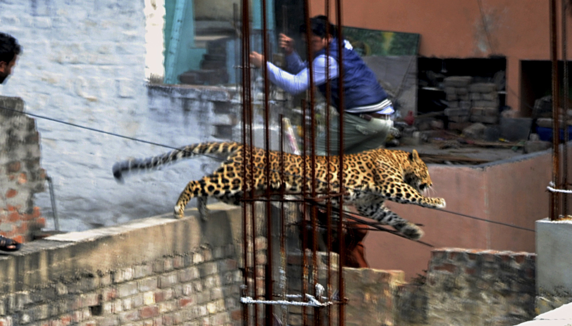FOR USE AS DESIRED, YEAR END PHOTOS - FILE - In this Sunday, Feb. 23, 2014 photo, an Indian man moves out of the way of a leopard in the northern Indian city of Meerut, India. Forestry officials and police armed with tranquilizer darts searched for a leopard that injured six people in the northern Indian city, creating panic and driving people indoors, police said Tuesday. (AP Photo/File)