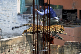 FOR USE AS DESIRED, YEAR END PHOTOS - FILE - In this Sunday, Feb. 23, 2014 photo, an Indian man moves out of the way of a leopard in the northern Indian city of Meerut, India. Forestry officials and police armed with tranquilizer darts searched for a leopard that injured six people in the northern Indian city, creating panic and driving people indoors, police said Tuesday. (AP Photo/File)
