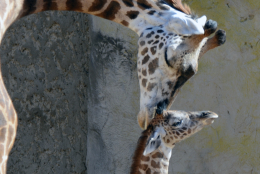 This Monday, Nov. 17, 2014 photo provided by the Santa Barbara Zoo shows a new born baby giraffe with her mother at the Santa Barbara Zoo in Santa Barbara, Calif. on Tuesday, Nov. 18, 2014. Buttercup, who was born last Thursday, is already 186 pounds and over 6 feet tall. (AP Photo/Santa Barbara Zoo, Sheri Horiszny)
