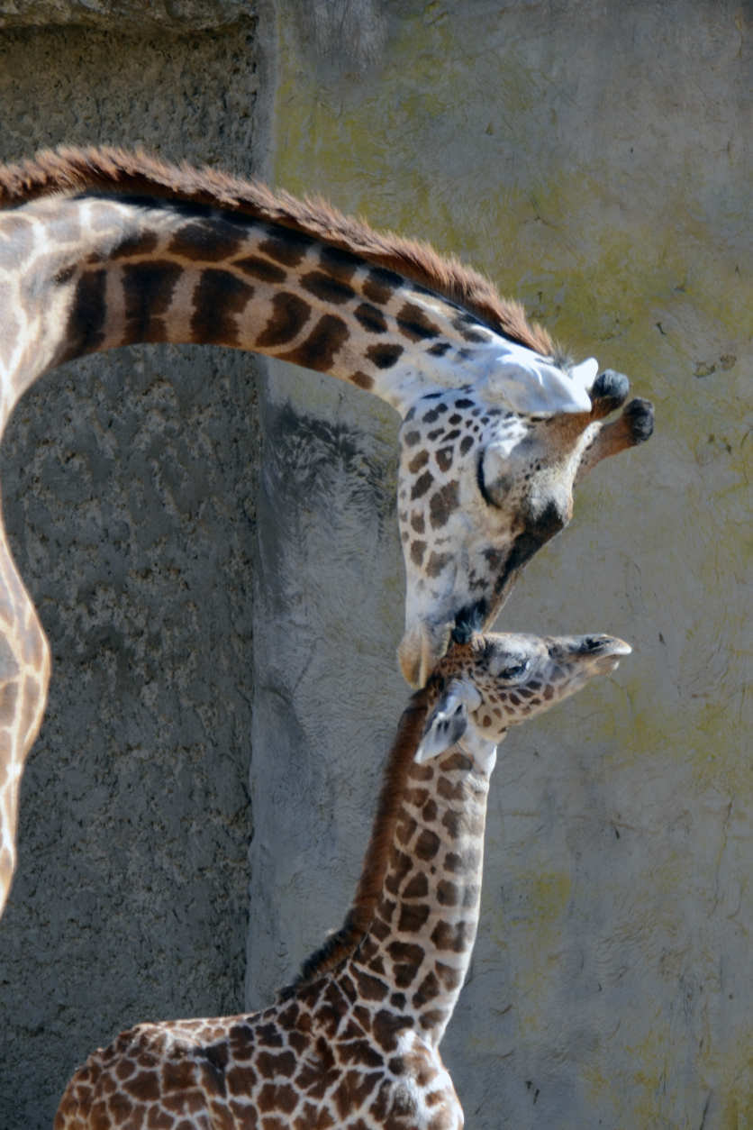 This Monday, Nov. 17, 2014 photo provided by the Santa Barbara Zoo shows a new born baby giraffe with her mother at the Santa Barbara Zoo in Santa Barbara, Calif. on Tuesday, Nov. 18, 2014. Buttercup, who was born last Thursday, is already 186 pounds and over 6 feet tall. (AP Photo/Santa Barbara Zoo, Sheri Horiszny)
