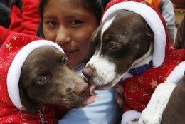A girl's dogs lick eachother as she and her family prepare to enter them in a Christmas costume contest for dogs in El Alto, Bolivia, Saturday Dec. 20, 2014. About 50 dogs participated in the event organized by zoonosis. (AP Photo/Juan Karita)