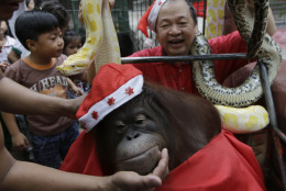 Zoo owner Manny Tangco displays pythons behind an orangutan named "Pacquiao" while giving school children a tour ahead of the next week's Christmas celebration Thursday, Dec. 18, 2014 in suburban Malabon city, north of Manila, Philippines. The yearly treat is aimed at encouraging residents to be sensitive to the feelings of animals especially when exploding firecrackers for the raucous celebration. (AP Photo/Bullit Marquez)