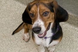 Maple Syrup is a 2-year-old beagle, available for adoption at the Washington Animal Rescue League. (Courtesy WARL)